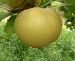 Roxbury Russet Fruit