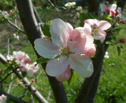Arkansas Black Bloom