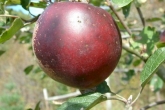Arkansas Black Story Arkansas Black Fruit