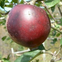 Arkansas Black Arkansas Black Fruit