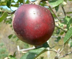 Arkansas Black Fruit