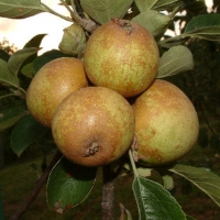 Brown-Snout Fruit