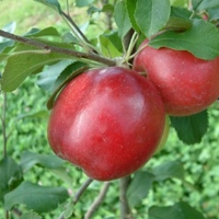 Carolina Red June Carolina-Red-June