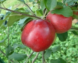 Carolina Red June Fruit