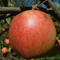 Spigold Spigold Fruit