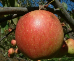 Spigold Fruit