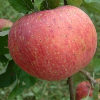 Alexander AlexanderFruit