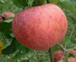 Alexander Fruit Alexander Fruit