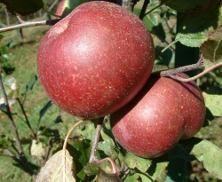 Allum Fruit Allum Fruit