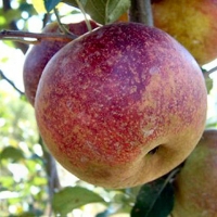 American Beauty American Beauty Fruit