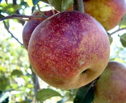 American Beauty Fruit American Beauty Fruit