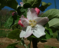 American Summer Pearmain Bloom American Summer Pearmain Bloom