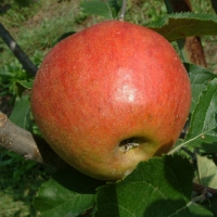 American Summer Pearmain American Summer Pearmain Fruit