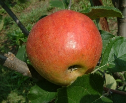 big red apple dating