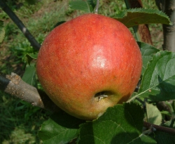 American Summer Pearmain Fruit American Summer Pearmain Fruit