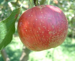 Arkansas Sweet Fruit Arkansas Sweet Fruit