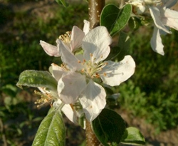 Ashmead's Kernel Bloom Ashmead's Kernel Bloom