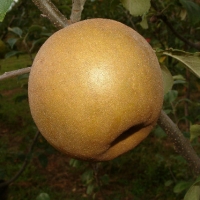 Ashmead’s Kernel Ashmead's Kernel