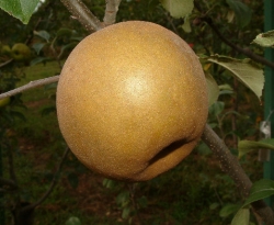 Ashmead's Kernel Fruit Ashmead's Kernel Fruit