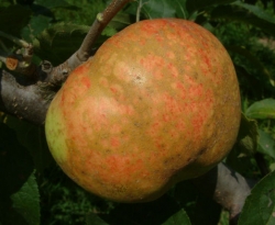 Aunt Rachel Fruit Aunt Rachel Fruit
