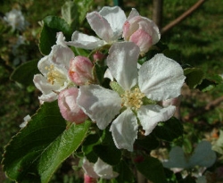 Bald Mountain Bloom Bald Mountain Bloom