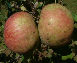 Bald Mountain Fruit Bald Mountain Fruit