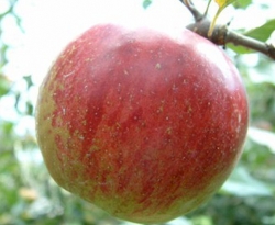 Ben Davis Fruit Ben Davis Fruit