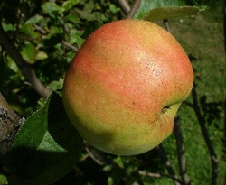 Benham Fruit Benham Fruit