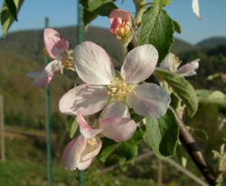 BentleysSweetBloom BentleysSweetBloom