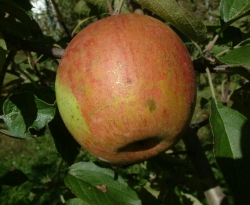 BentleysSweetFruit BentleysSweetFruit