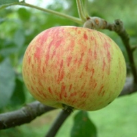 Bevan’s Favorite Bevans Favorite Fruit
