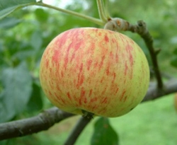 BevansFavoriteFruit