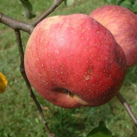 Bismarck Bismark Fruit