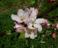 BlackGilliflowerBloom BlackGilliflowerBloom