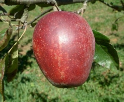 BlackGilliflowerFruit BlackGilliflowerFruit