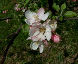 Blenheim Orange Bloom