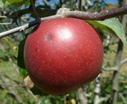 Blenheim Orange Fruit Blenheim Orange Fruit