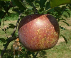 Blue Pearmain Fruit Blue Pearmain Fruit