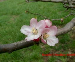 Bramleys Seedling Bloom Bramleys Seedling Bloom