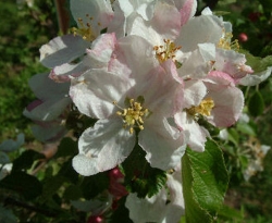 BrogdenBloom BrogdenBloom