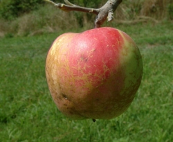 BrogdenFruit BrogdenFruit