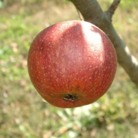 Brown's Apple