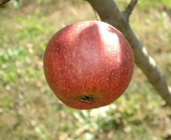 Browns Apple Fruit Browns Apple Fruit