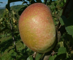 Bryson's Seedling Fruit