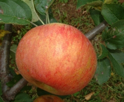 Buckingham Fruit