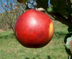 Buff Fruit Buff Fruit