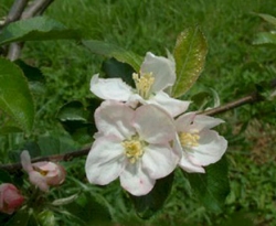 Bunkum Bloom Bunkum Bloom