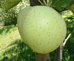 Bunkum Fruit Bunkum Fruit