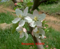 Burgundy Bloom Burgundy Bloom