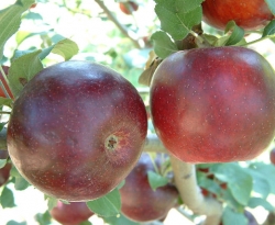 Burgundy Fruit Burgundy Fruit